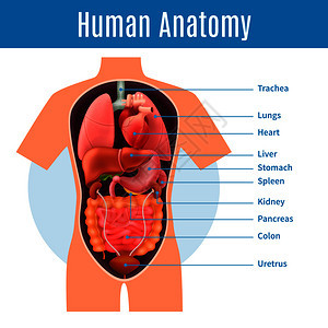 人体解剖海报与身体器官名称现实矢量插图人体解剖海报图片