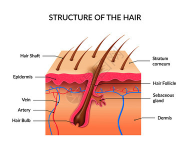 人体头发解剖信息与皮肤层的横截,毛囊球轴皮脂腺的真实矢量插图现实的人类头发解剖信息图图片