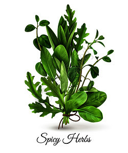 现实的堆新鲜绿叶蔬菜,辛辣的草药与花生菠菜百里香白色背景矢量插图新鲜草药现实图片