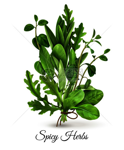 现实的堆新鲜绿叶蔬菜,辛辣的草药与花生菠菜百里香白色背景矢量插图新鲜草药现实图片