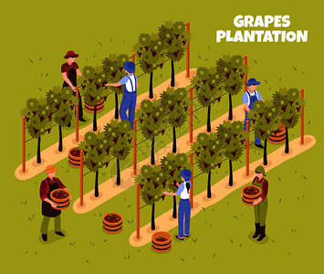 葡萄种植园收获工人与篮子成熟浆果绿色背景等距矢量插图葡萄种植园等距插图图片