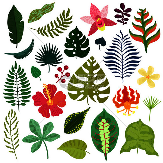 热带植物装饰元素收集与怪物叶片芙蓉兰花螺旋花,蕨叶分离矢量插图热带植物元素集图片