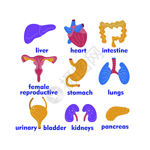 用于手术移植的人体器官医学手绘图标矢量插图制作卡通风格,五颜六色的医学手绘图标用于手术移植的人体器官卡图片