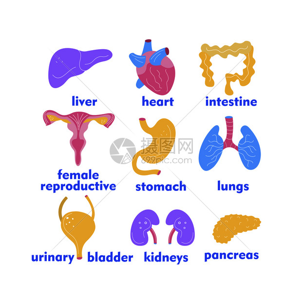 用于手术移植的人体器官医学手绘图标矢量插图制作卡通风格,五颜六色的医学手绘图标用于手术移植的人体器官卡图片
