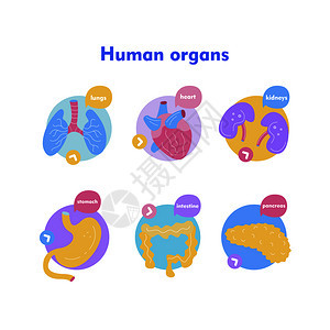 用于手术移植的人体器官医学手绘图标矢量插图制作卡通风格,五颜六色的医学手绘图标用于手术移植的人体器官卡图片