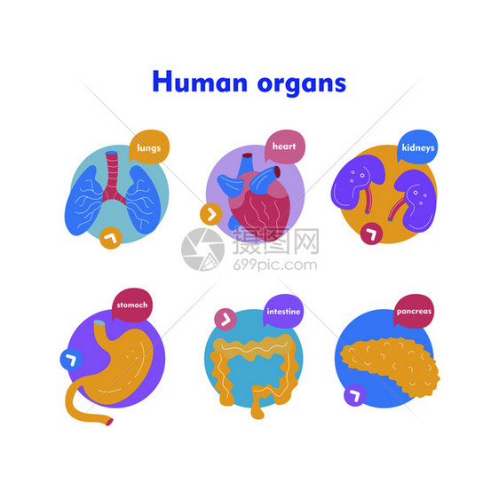 用于手术移植的人体器官医学手绘图标矢量插图制作卡通风格,五颜六色的医学手绘图标用于手术移植的人体器官卡图片