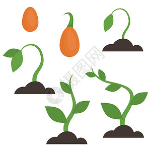 植物的生长阶段矢量插图背景图片