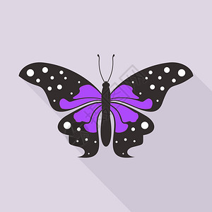 扁平风格的蝴蝶矢量插图图片