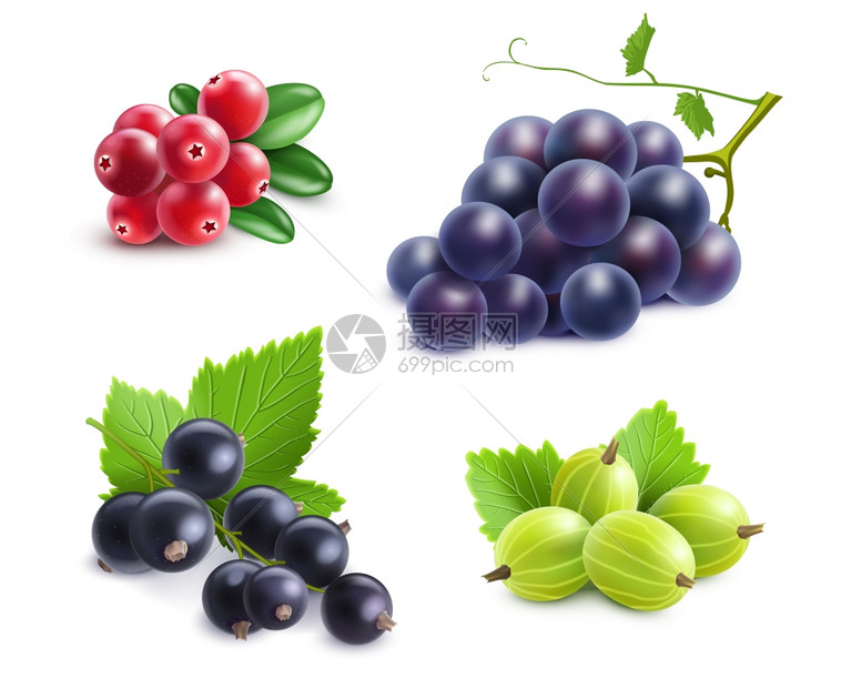 现实的浆果套装现实的浆果蔓越莓葡萄醋栗黑色醋栗白色背景矢量插图图片