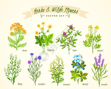 草药野花背景集平坦的白色背景,套各种盛开的草药野花,它们的名字矢量插图图片