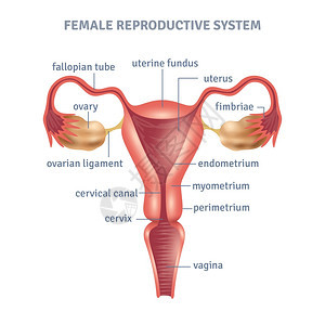 子宫海报子宫医学海报与女生殖系统方案的白色背景平矢量插图图片