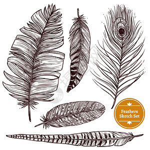 手绘羽毛套装手绘羽毛集同的鸟羽白色背景孤立矢量插图图片
