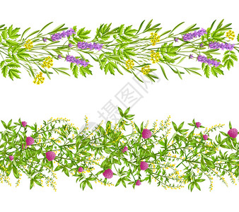 草药野花无缝图案水平开花草本野花边界无缝图案白色背景平矢量插图上图片