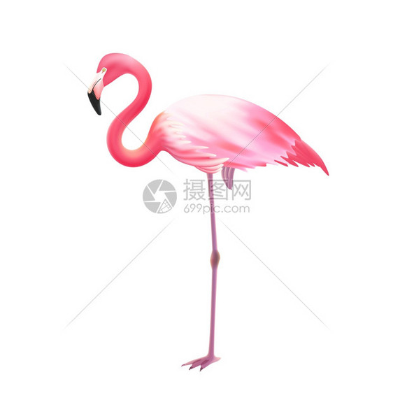 粉红色火烈鸟条腿的现实图标粉红色优雅的火烈鸟站条腿上,白色背景,逼真的孤立图像图标插图矢量图片