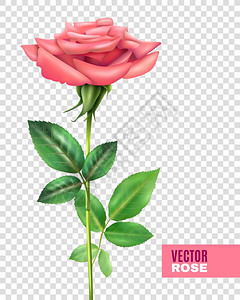 玫瑰花瓣透明套装透明的背景矢量插图上,真实的嫩的盛开的粉红色玫瑰,美丽的花瓣绿色的茎叶图片