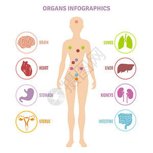 人体解剖器官信息图人体解剖内脏女轮廓信息平矢量图上图片