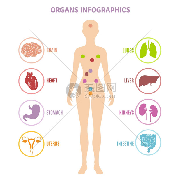 人体解剖器官信息图人体解剖内脏女轮廓信息平矢量图上插画图片下载 正版图片 摄图网