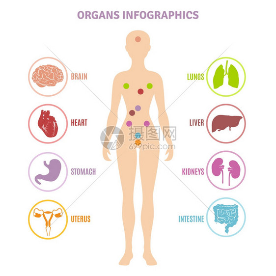 人体解剖器官信息图人体解剖内脏女轮廓信息平矢量图上图片