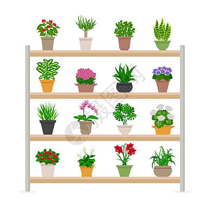 货架上的盆栽插图室内植物鲜艳的花朵货架上成平矢量插图图片
