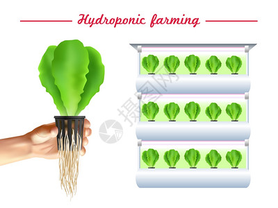 水培系统海报水培系统海报与绿色植物床手与幼苗白色背景矢量插图图片
