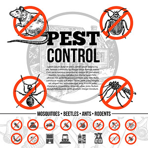 虫害控制信息图害虫防治信息与昆虫老鼠的图标保护手段草图风格的孤立矢量插图图片