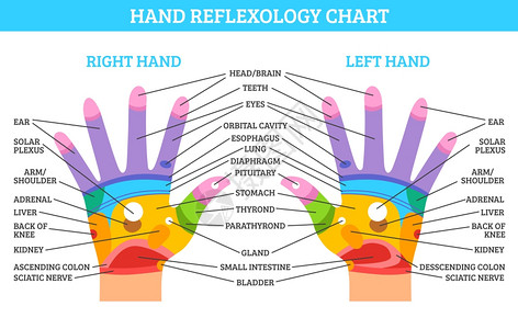 手反射学图表彩色左右手反射图,白色背景平矢量插图上描述相应的器官身体部位图片