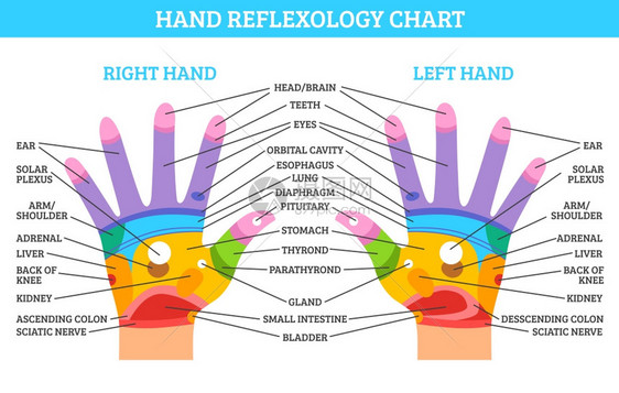 手反射学图表彩色左右手反射图,白色背景平矢量插图上描述相应的器官身体部位图片