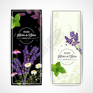 薰衣草紫带野花香料的草药横幅卡片与机草药盛开的花朵香料黑白背景矢量插图插画