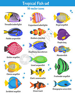 热带鱼图标异国情调的热带鱼类图标与鱼类物种平孤立矢量插图图片