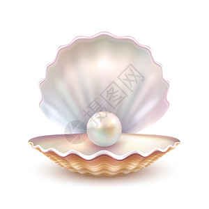 珍珠壳逼真的特写图像最好的质量,美丽的自然开放珍珠壳,现实的单价值的物体图像矢量插图图片