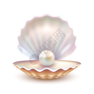 珍珠壳逼真的特写图像最好的质量,美丽的自然开放珍珠壳,现实的单价值的物体图像矢量插图背景图片