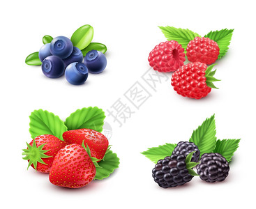 浆果现实主义套装浆果写实草莓覆盆子黑莓分离矢量插图背景图片