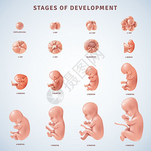 分期人类胚胎发育装饰图标人类胚胎发育的阶段,并几个月内澄清现实的矢量插图背景图片