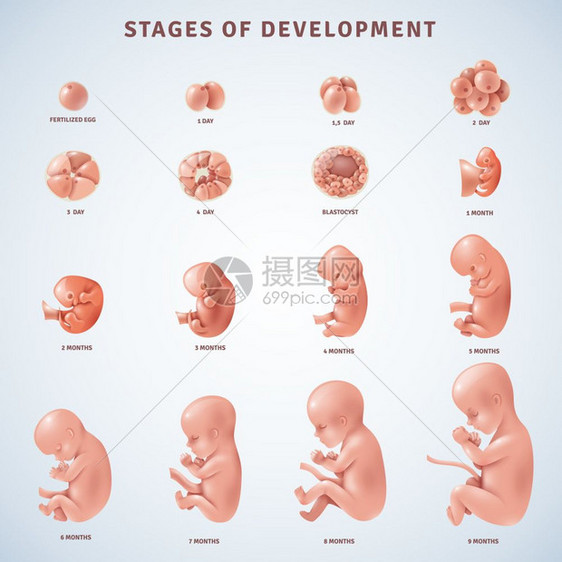 分期人类胚胎发育装饰图标人类胚胎发育的阶段,并几个月内澄清现实的矢量插图图片