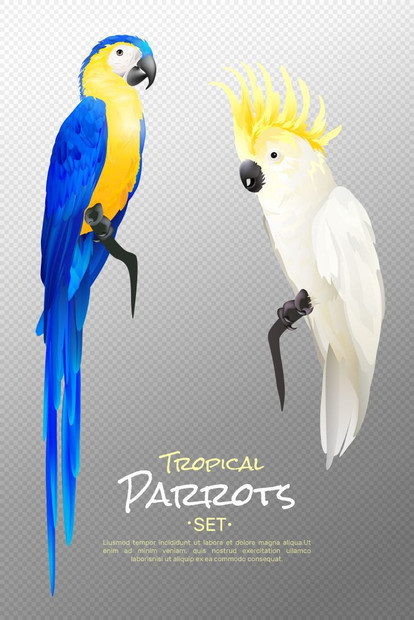 现实的热带鹦鹉真实的热带鹦鹉,包括黄色蓝色鹦鹉鹦鹉透明的背景孤立矢量插图图片