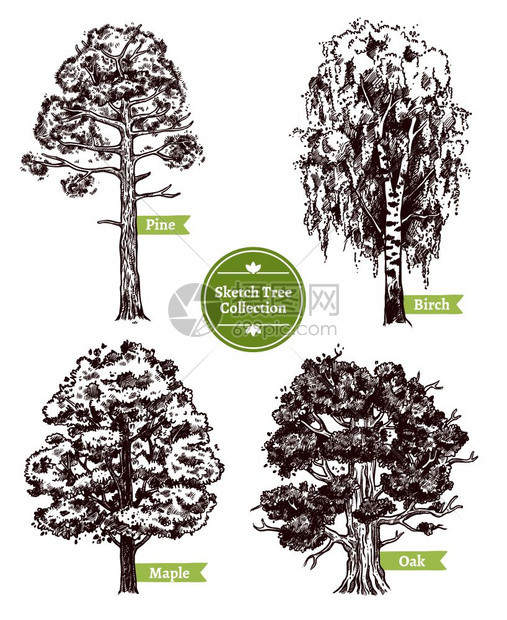 素描树集四种同的落叶素描树松枫桦橡木隔离白色背景涂鸦矢量插图图片