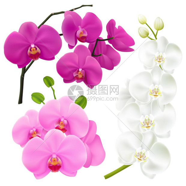 兰花花写实多彩套装兰花枝与五颜六色的花朵3现实图像粉红色洋红紫色白色矢量插图插画图片下载 正版图片 摄图网 兰花花写实多彩套装兰花枝与五颜六色的花朵3现实图像粉红色洋红紫色白色矢量插图插画图片下载 正版图片 摄图网
