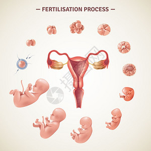 人类受精过程海报彩色海报与人类受精过程胚胎发育的方案现实风格的矢量插图图片