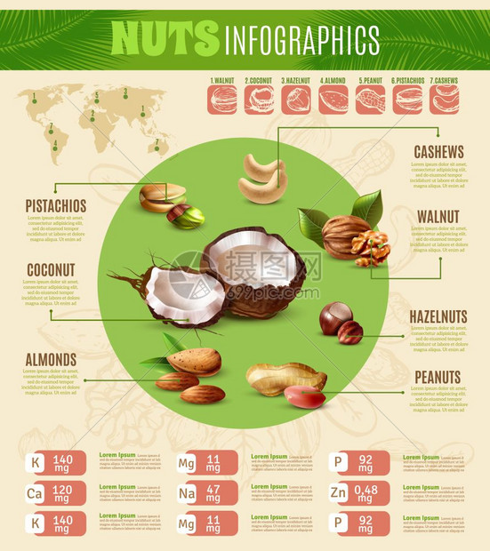 现实的坚果信息图彩色逼真的信息,关同类型坚果矢量插图的信息图片