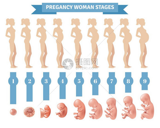 怀孕妇女阶段矢量插图妊娠妇女分期矢量插图与平轮廓孕妇现实的人类胚胎发育图标图片
