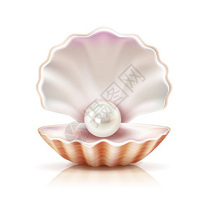 贝壳珍珠逼真的孤立图像珍珠母淡水贝壳软体动物的开放外壳中闪耀,特写逼真的图像矢量插图图片