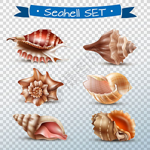 贝壳透明套装透明背景矢量插图上分离出的同美丽贝壳的真实集合图片