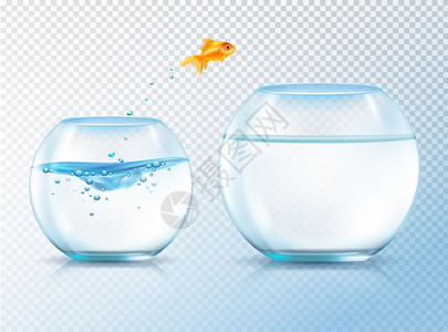 跳跃的金鲤鱼成鱼跳出碗成与现实的形象金鱼两个类似的水族馆膨胀的水矢量插图图片
