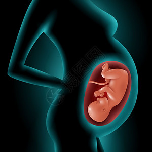 子宫内胎儿孕妇的轮廓孕妇的剪影,突出她的胎儿子宫中的三维矢量插图图片