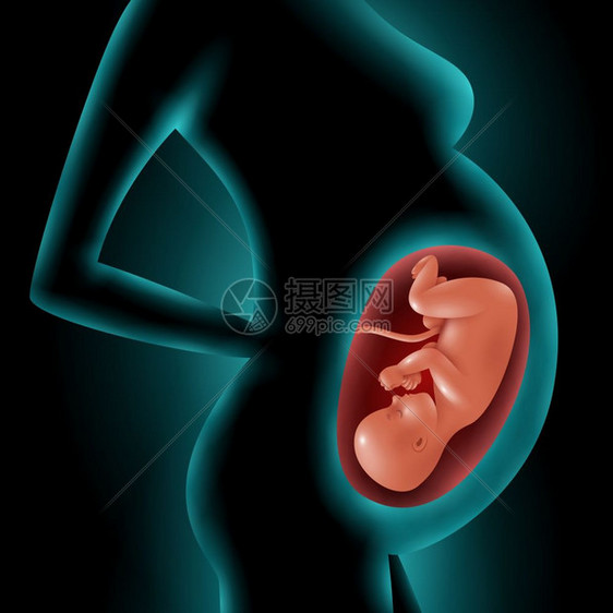 子宫内胎儿孕妇的轮廓孕妇的剪影,突出她的胎儿子宫中的三维矢量插图图片