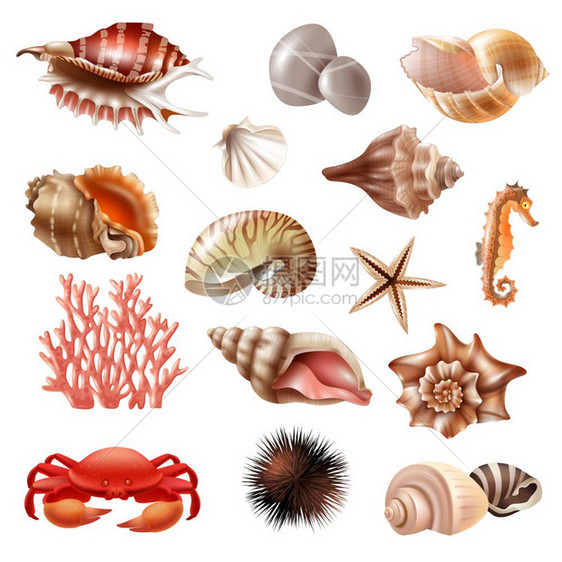 贝壳写实套装现实的套同的美丽贝壳其他海洋动物隔离白色背景矢量插图图片