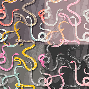 四个无缝图案与彩色交条纹雨林蛇,矢量插图图片