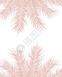 热带与粉红色棕榈叶植物白色背景,矢量插图图片