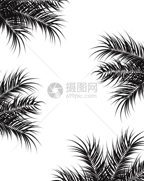 热带与黑色棕榈叶植物白色背景,矢量插图图片