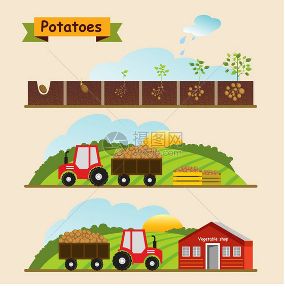马铃薯生长周期的植物作物的收集交付矢量插图图片
